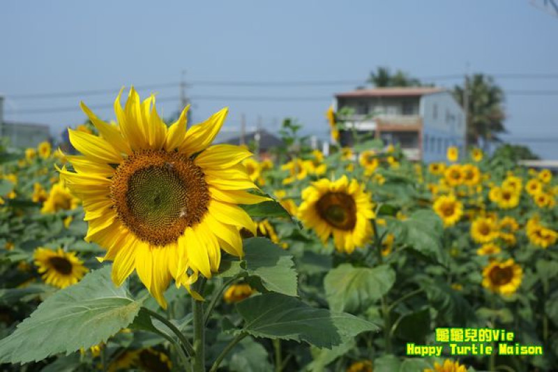 ∥龜龜毛小孩∥高雄 杉林 ~巧遇向日葵花海~ 葵花迎賓滿杉林 日光真愛永福田 2015.02.03 正式揭開序幕