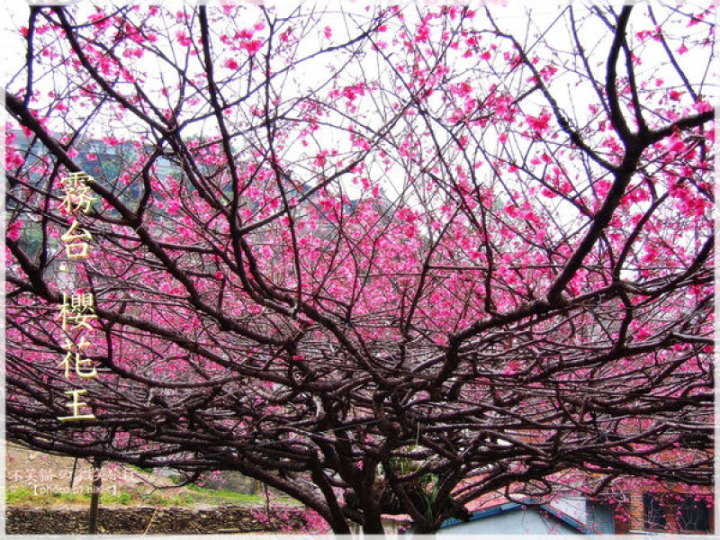【屏東_霧台鄉】頭頂五百萬粉紅色大傘_霸氣又浪漫的櫻王_霧台櫻花王