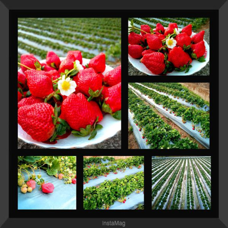 【苗栗大湖】東海農莊.大湖草莓.汶水旅遊推薦.採草莓玩樂趣