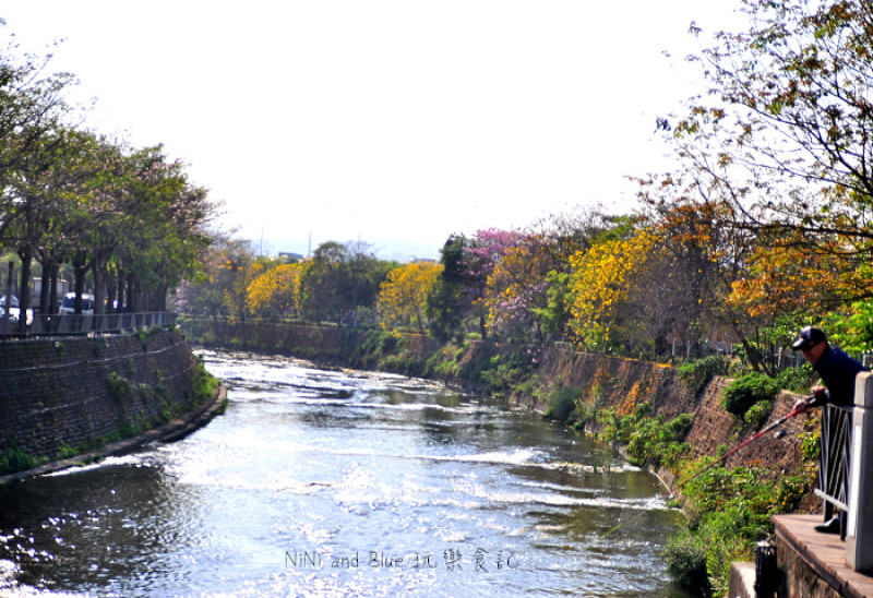 【台中】黃金風鈴木賞花地圖-環河東路河畔上的黃金雨，灰紫色苦楝樹也開花了!潮洋公園，戶政事務所附近