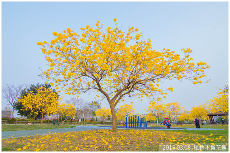 【台中】廍子公園‧風鈴木花海-歡迎來到金黃色的異國世界！