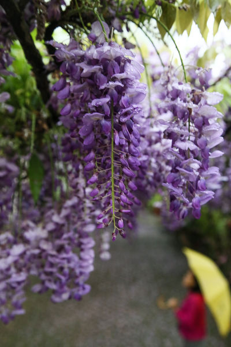 2015 台中新社 詠惠生技紫藤花