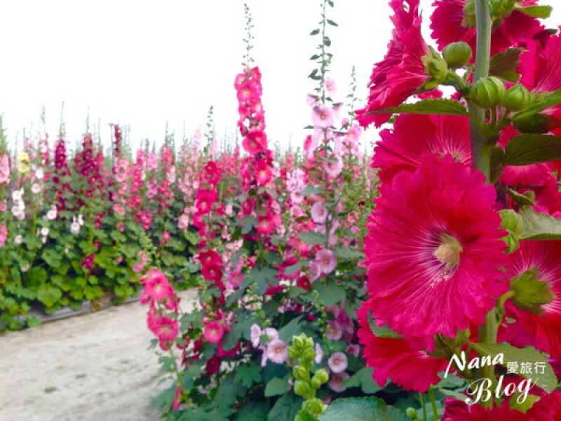 彰化員林南區公園蜀葵花❤仿佛走入夢幻彩虹田