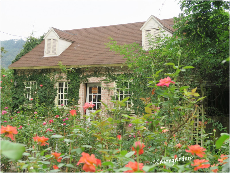 [閃點]桃園 玫瑰山谷。鮮花滿佈、手作木質家具、骨瓷杯牆