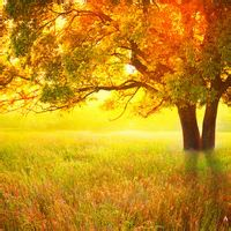 隨風曼舞，四處飛揚