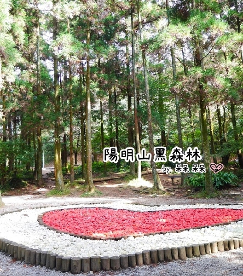 【台北◍•ᴗ•◍陽明山】景點・竹子湖黑森林祕境✯婚紗拍攝景點｜連「奇皇后」河智苑也造訪的浪漫美景        
      