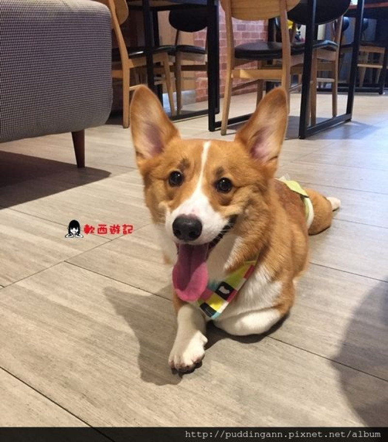 [食記]台北忠孝新生站 跑飯店The Paw Hotel-Tutti cafe(新生店) 寵物友善餐廳/毛小孩餐廳 *附完整菜單 有WIFI* 療癒店狗柯基Tutti萌狗伴食! 忠孝新生站餐廳/忠孝新