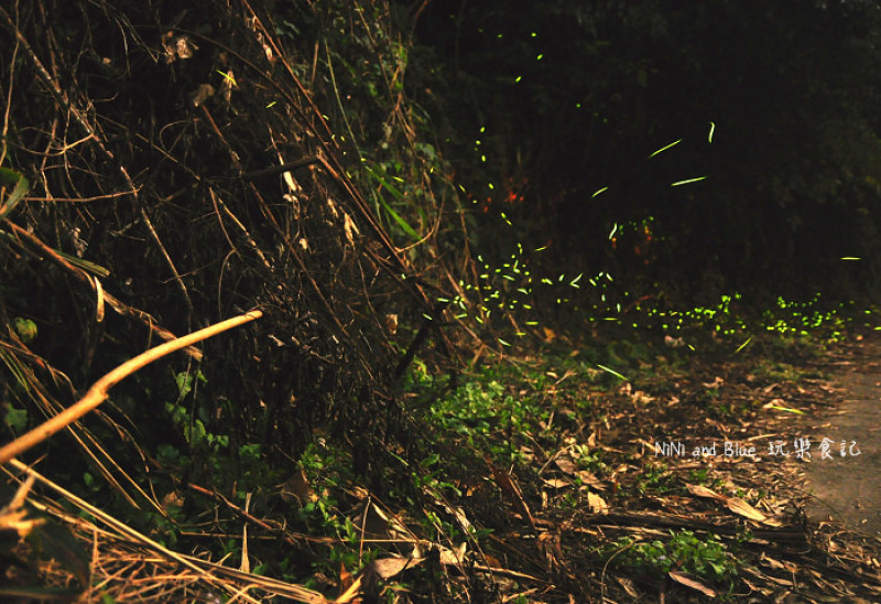【台中東勢旅遊】東勢梨之鄉休閒農業區，鮮少人知秘境美景，賞螢火蟲，雪白盛開油桐花，怪獸枇杷採果，夜間田野星空晚餐