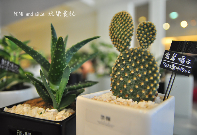 【台南】日光夏蘭，多肉植物療癒系盆栽，送禮自用皆宜，延平郡王祠附近，售後服務整沙、照顧諮詢