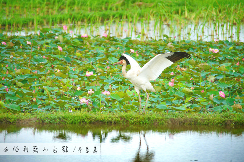 【金山】飛越五千公里來這裡，迷途的西伯利亞小白鶴