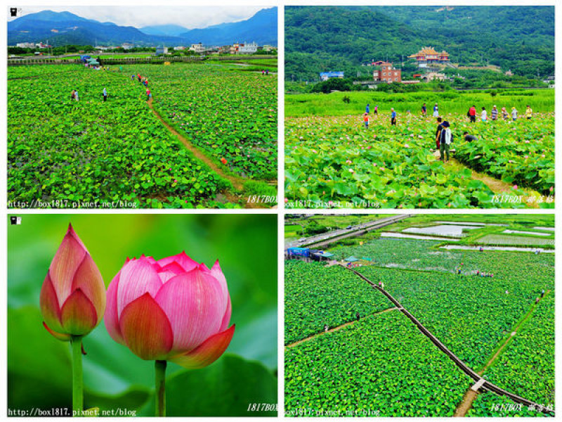 【新北。金山】金山清水濕地。蓮花、牡丹蓮盛開。小鶴黃老伯的蓮花田。免費入園參觀