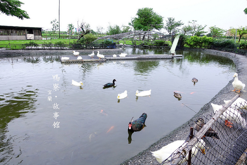 【宜蘭旅遊景點】鴨寮故事館‧DIY披薩！來體驗鴨子、鵝追趕你的樂趣～
