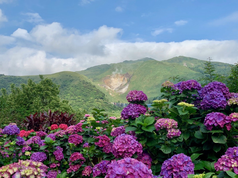 五萬多株繡球花齊開，大賞園繡球花田，宛如千面女郎到來，夢幻浪漫美翻了(2019年5月24日花況)