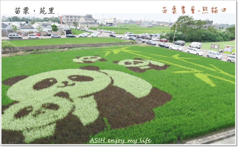 <苗栗。苑裡>一起來個療癒輕旅行吧!苑裡彩繪熊貓田│苑裡老街│東里家風│山腳國小