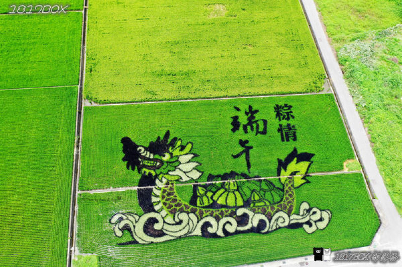 【苗栗。苑裡】苑裡鎮農會彩繪稻田。粽情端午。龍舟搖曳田間。空拍攝影分享
