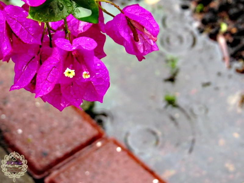 2015.04.11 -【台南】隆田酒廠　（喝酒不開車！未滿１８歲請勿飲酒喔！！）醉翁之意不在酒之 - 雨中九重葛，傲然絕美的身姿，冠艷群芳！！