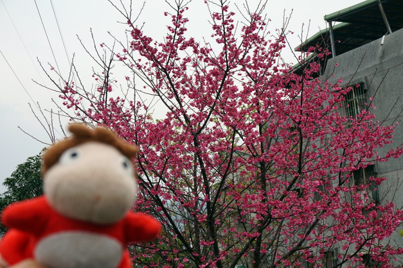 臺北市士林：士林堤防雙溪河濱公園~初春賞櫻起步走