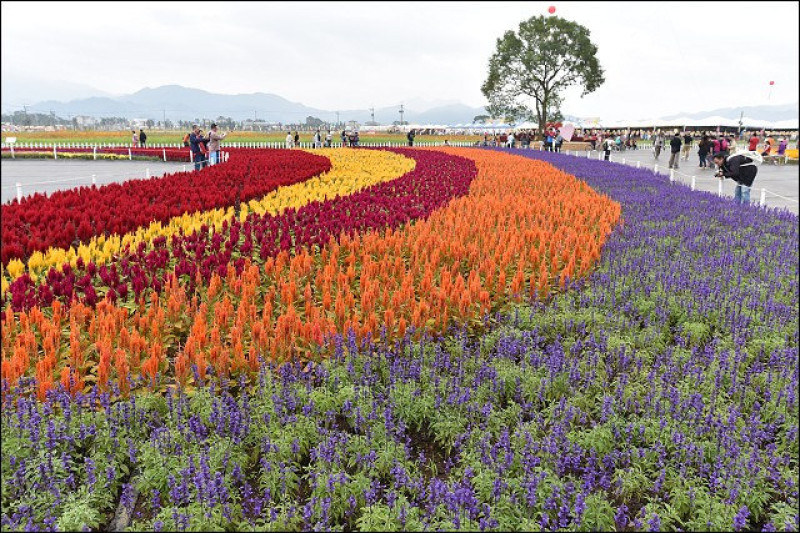 《魔鬼甄花瘋遊台灣》2015台中新社花海節+苗栗銅鑼杭菊節半日遊，假日要避開人潮只能熱血啦！本周波斯菊花況大好~~