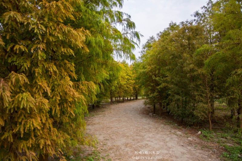 Taichung｜台中‧后里｜2015年季節限定美景，泰安國小旁落羽松，也是外拍的好地方