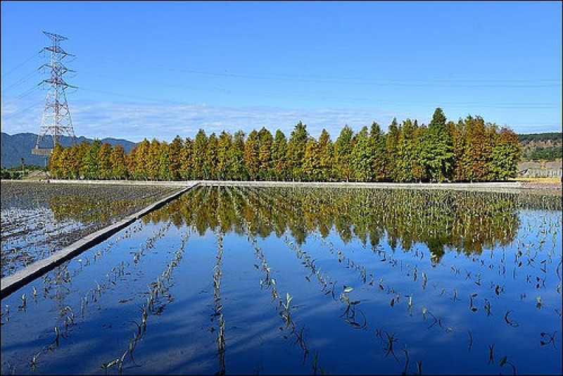 《台中熱門景點》泰安派出所如光山寺&泰安國小&霧峰北岸路~季節限定台中落羽松秘境三連發！