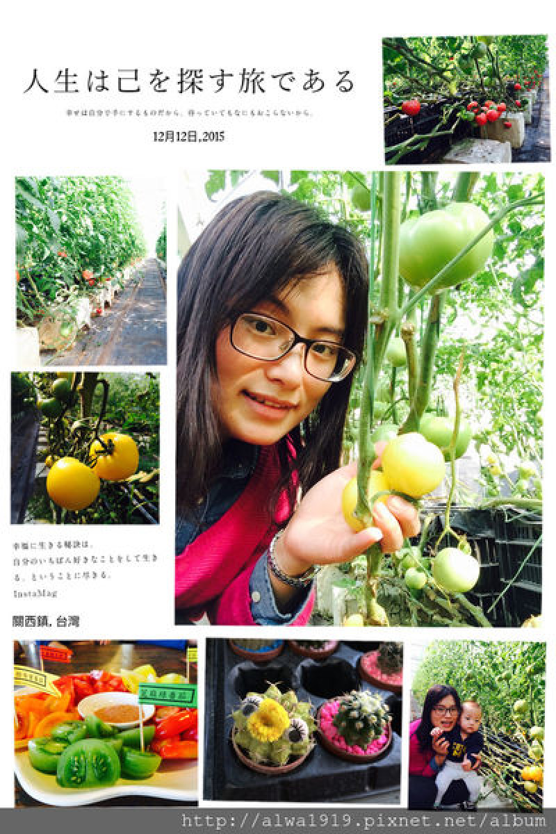 【新竹關西】親子無料景點！金勇DIY休閒農場，自己鮮採蕃茄，樂趣多更多！