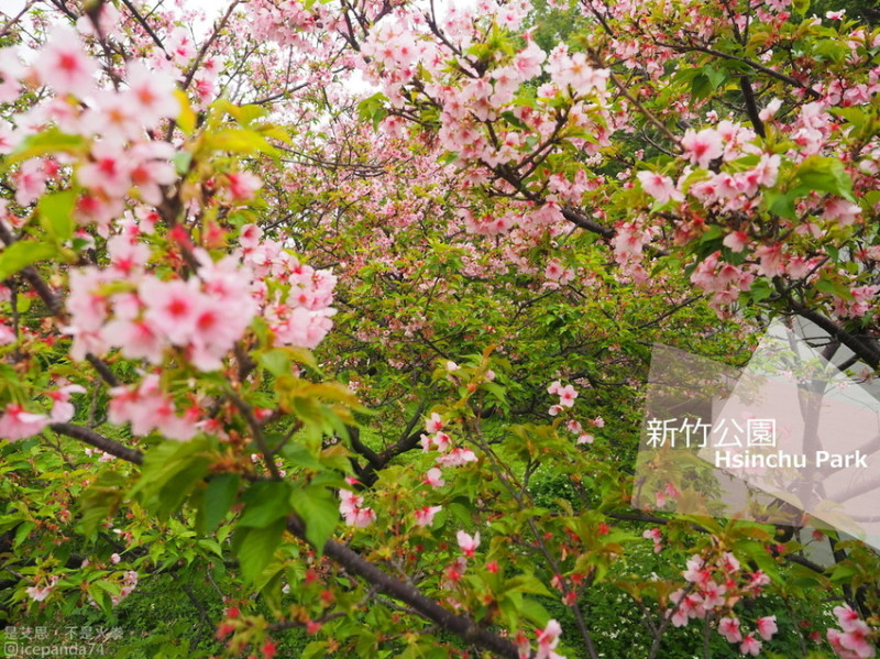 賞櫻不必爬上山！台灣賞櫻景點新竹公園