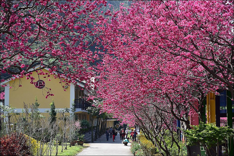 全台最美櫻花停車場又一彈~南投埔里箱根溫泉生活館櫻花爆炸開！加碼清境寞內民宿&暨南大學櫻花季&埔里美食胡國雄古早麵！(2016/3/2今日花況)
