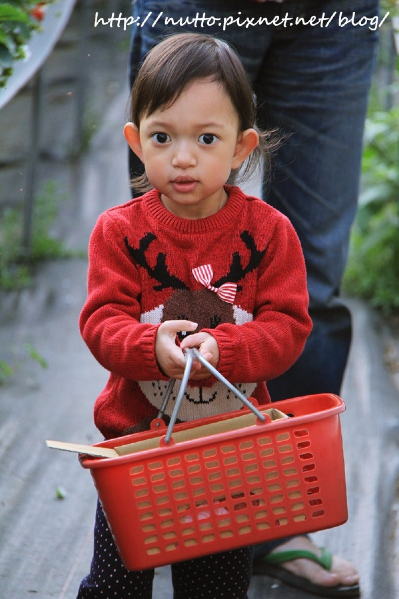 連假就是要採草莓呀！不然要幹嘛！