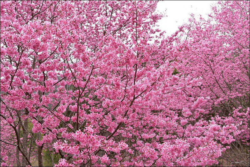 《新竹賞櫻景點》遠的要命的賞櫻秘境~新竹尖石萬里山園，被粉白櫻花大包圍的夢幻露營區！(2016/3/7最新花況)