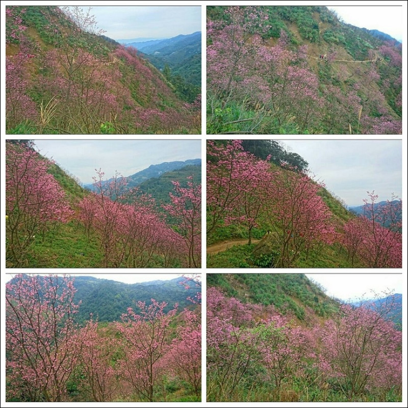 《新北三峽賞櫻秘境》三峽熊空櫻花林~大台北就有不輸日本的賞櫻名所，但賞櫻還是要飛日本啦XD(2017/3/9今日花況)