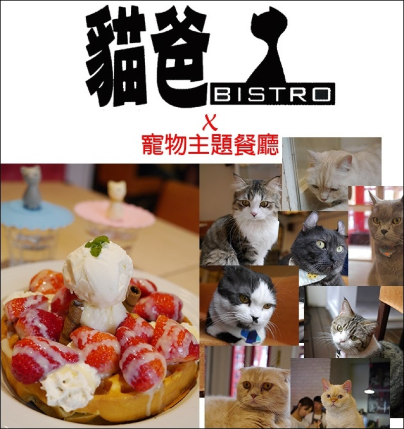 【台中寵物主題餐廳】貓爸寵物主題餐廳-以貓咪為主題的寵物餐廳。13隻超萌英系短毛貓陪伴你一起用餐，貓咪都好親近人呀!