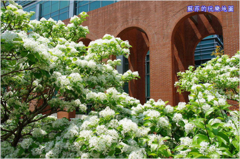新北中和。八二三紀念公園(四號公園)流蘇花美如雪