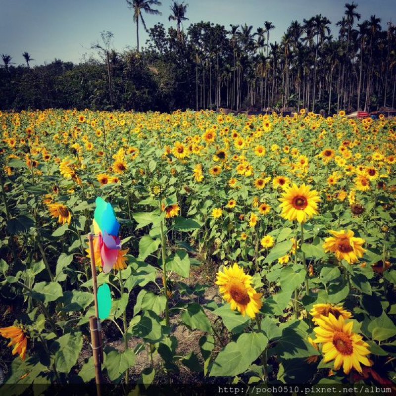《屏東景點》隱藏版限定花海｜泗林健走步道｜潮州綠色隧道｜免費景點
