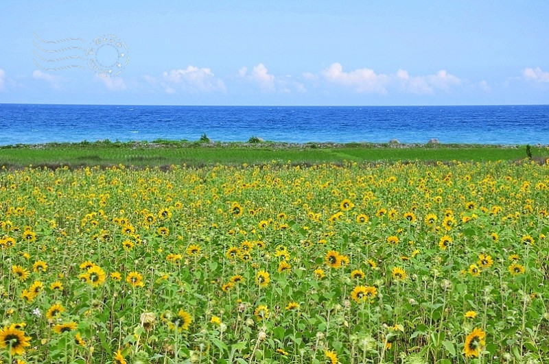 花蓮台11線山海間的驚艷：豐濱鄉立德部落向日葵花海