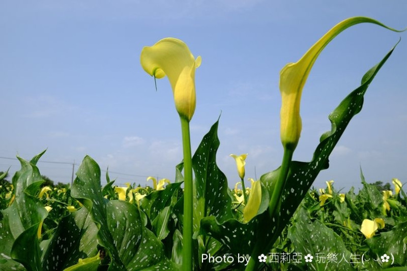 【台中。外埔區】賞花新亮點！享受極致浪漫美麗新視界『金黃色海芋田』，花期約到5月中，喜歡嗎？趕緊走一趟吧！