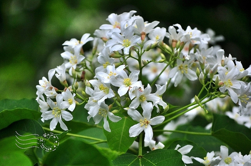 再回味，汐平公路油桐花