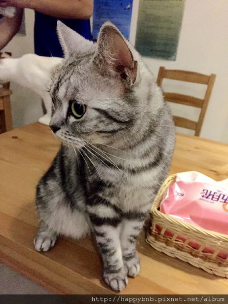 【台東】小貓兩3隻(SGS認證民宿)~貓奴犬奴的天堂，超優質寵物友善民宿