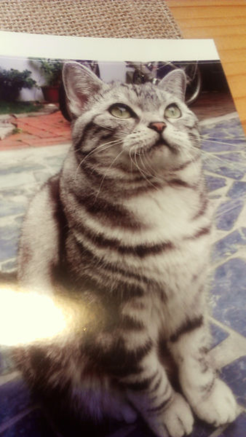 【台東】來"串門子" 串門子~ 喵~