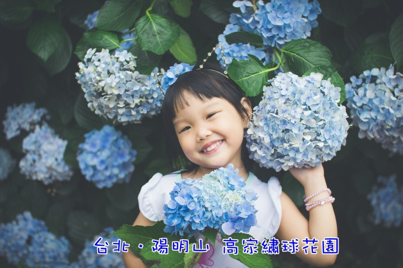 【玩樂．台北】陽明山高家繡球花園～拍照實在美翻天，大拍可樂娜寫真