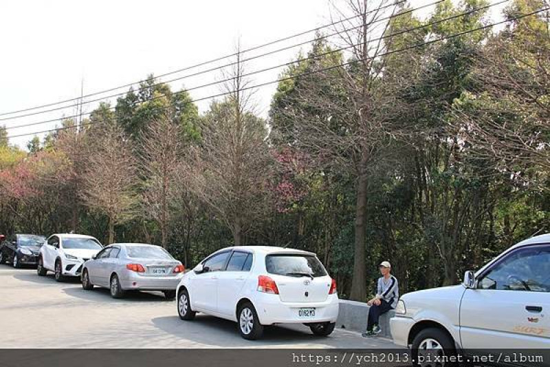 桃園蘆竹五酒桶山愚公花園櫻花