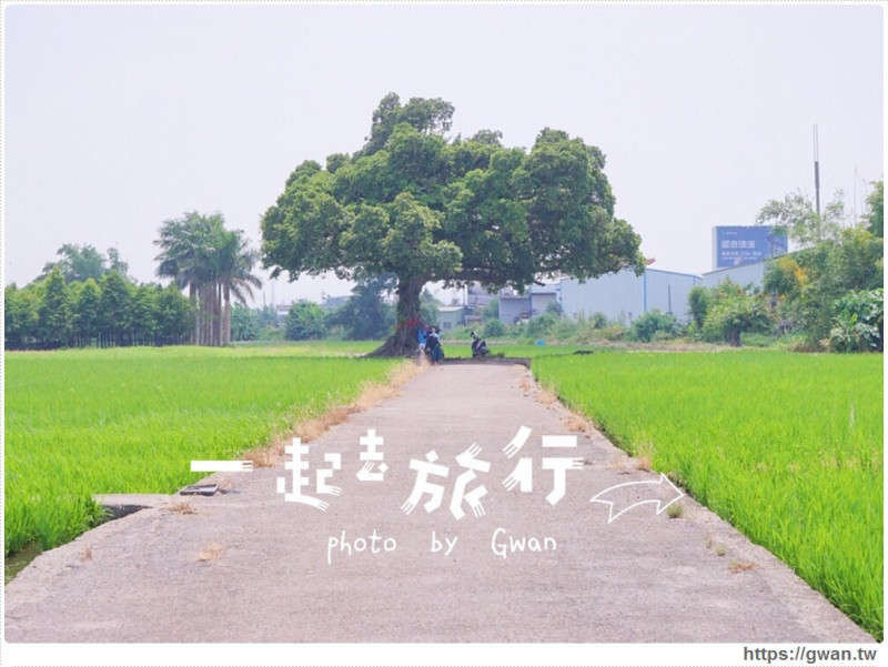 台中迷你版伯朗大道 - 真的不是在台東，這裡也有金城武樹!! 