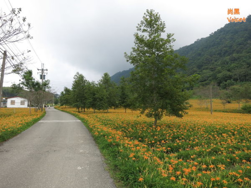  [花蓮-玉里] 2016.09.04-赤柯山金針花海(8~9月限定)