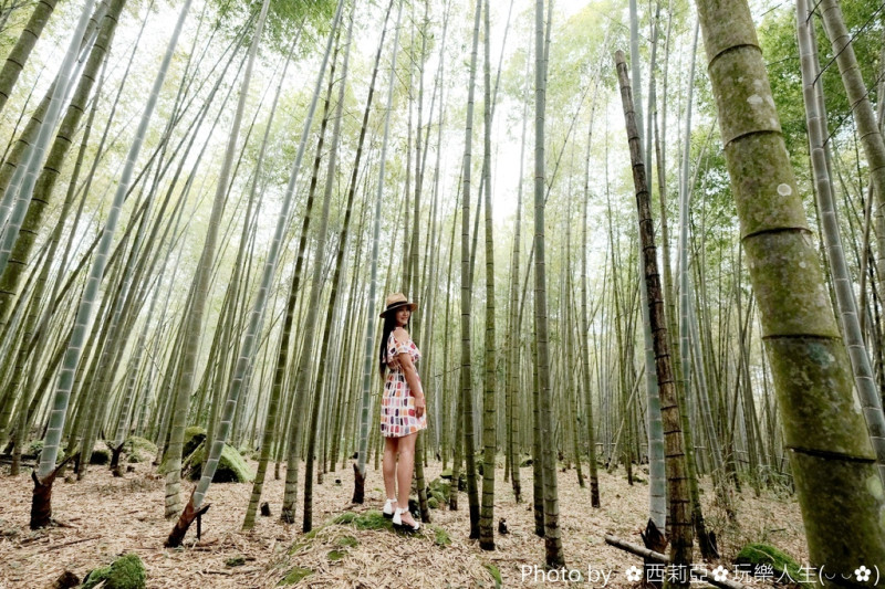【南投。鹿谷鄉】真心推薦，台灣也有像似嵐山竹林般美景『小半天長源圳古道(長源圳生態步道)』，茂密竹林享受芬多精，絕對值得旅人探尋！