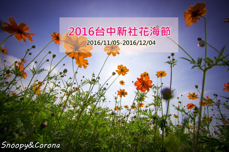 【玩樂．台中】2016新社花海節～每年新社最令人期待的花海盛事，帶著好心情來賞花吧！