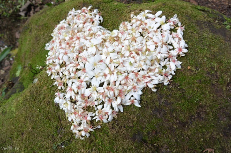 *台北土城* 桐花公園~無緣看到健康的桐花