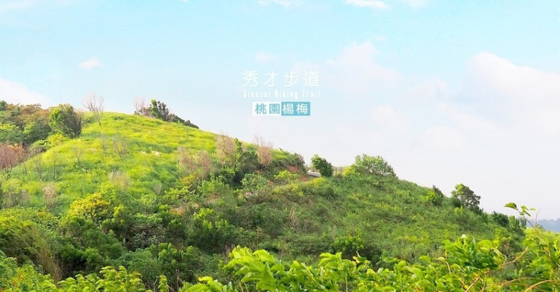 賞秋芒的好景點，也可不爬山︱桃園楊梅秀才步道