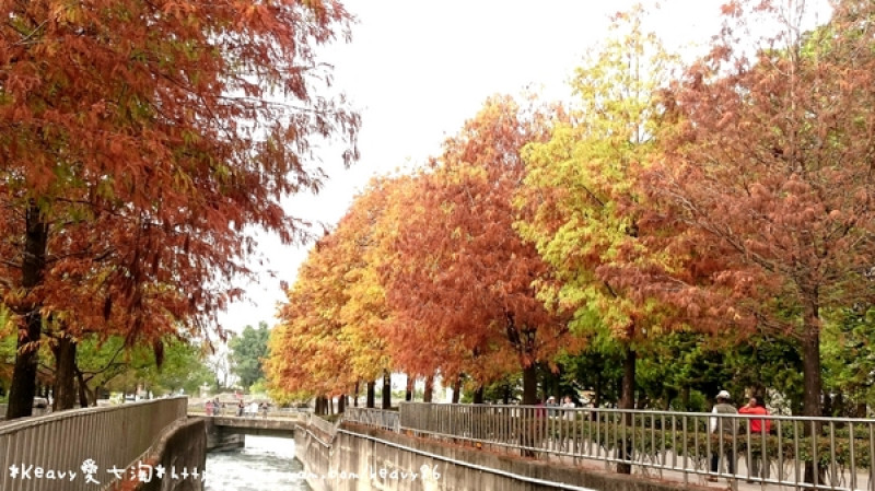 ★雲林林內★【農田水利文物陳列館區】有北國落羽松風情。              