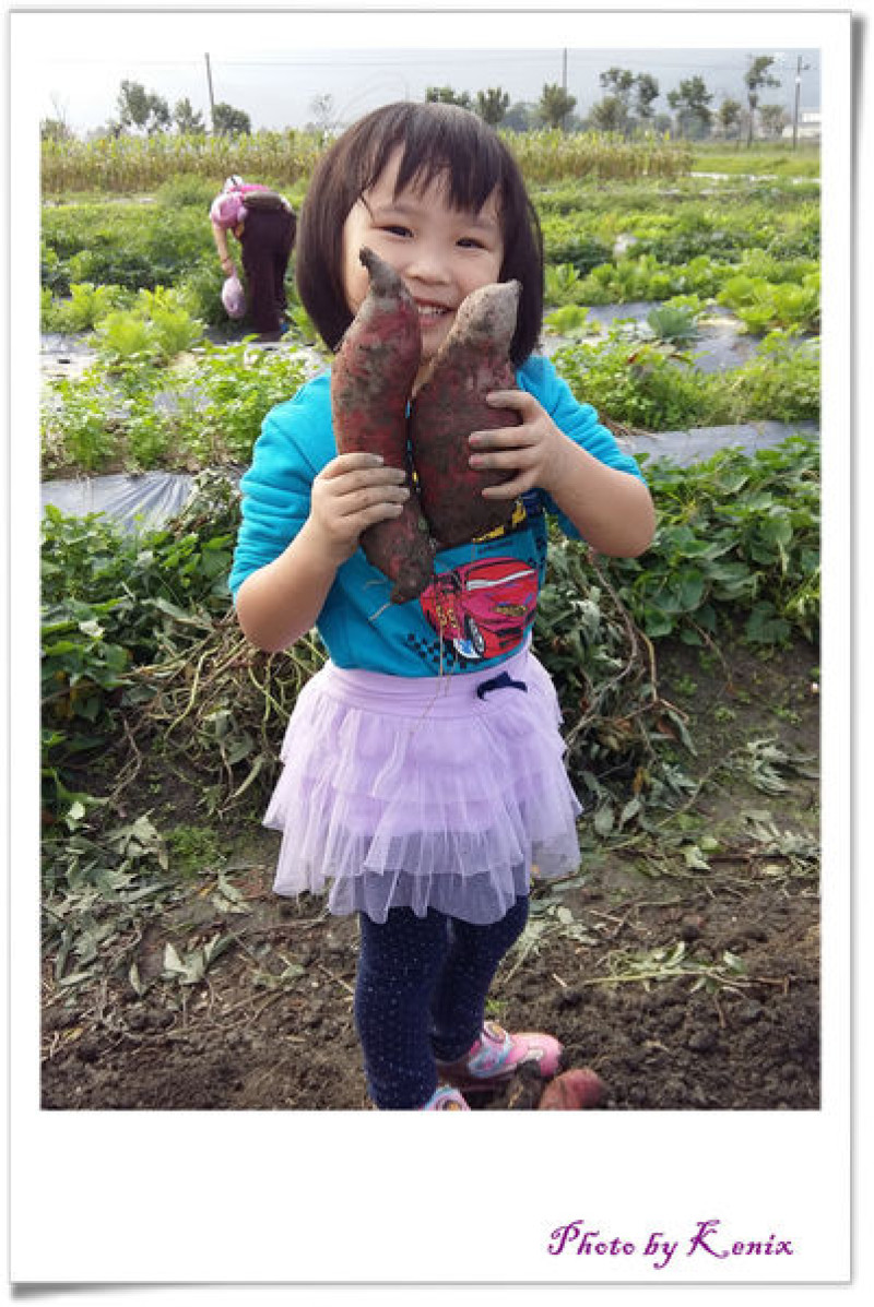 宜蘭行健有機好市集~挖蕃薯體驗