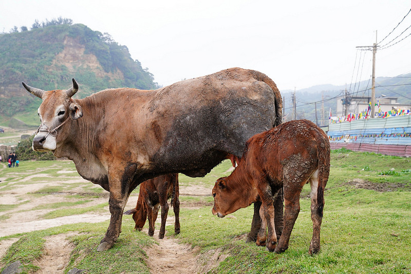 【林口景點】林口水牛坑‧林口大峽谷！