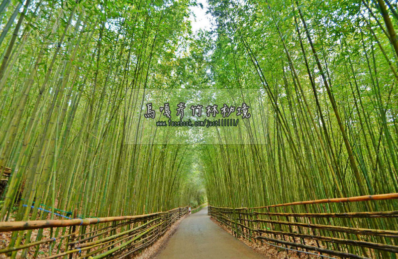 【苗栗｜泰安鄉】認真美！有台版嵐山之稱 ▧ 烏嘎彥竹林秘境 ▧ 雲海／露營區＋必吃景點 ▧ 清安豆腐街 ▧ 半日遊。